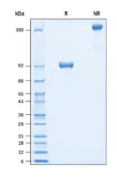 SDS-PAGE (ROR1-051H).jpg